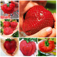 Organic Sweet Red Strawberry Seeeds - 33 Pcs Plus Seeds image
