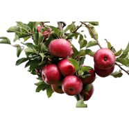 Organic Tob Apple Seeds - 20 Pcs image
