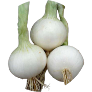 Organic White Onion Seeds - 70 Pcs image