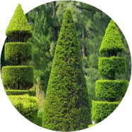 Organic Zhou Tree Seeds - 100 Pcs image