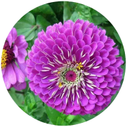 Organic Zinnia Flower California 20 Pcs Seeds image