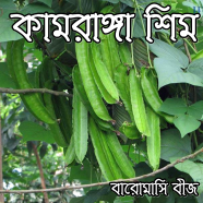 Original Winged Bean Seed image