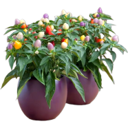 Ornamental Chili/Multicolor Chili Seeds 30 Pcs Plus Gift image
