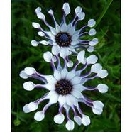 Osteospermum Seed image