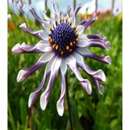Osteospermum Flower Seed image