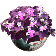 Oxalis Wood Sorrel Flower Purple Shamrock Seeds - 50 Pcs image