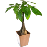 Pachira Money Tree Bonsai Seeds 5 Pcs image