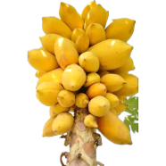 Papaya Carica Bonsai Seeds 10 Pcs image