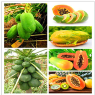 Hybrid Papaya Seed image