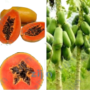 Papaya Seeds - 10 Pcs image