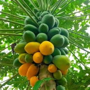 Papaya Seeds Bangladeshi image