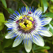 Passion Flower -10 Pcs Seeds (Imported Global) image