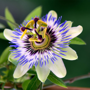 Passion Flower Passiflora Seeds 10 Pcs image