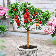 Peach Tree Seeds - 10 Pcs image
