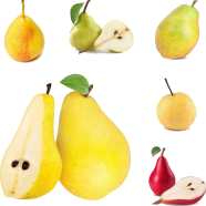 Pear Tree Seeds -20 Pcs image