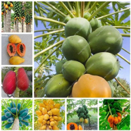 Pepe Bonsai Tree Seeds 40 Pcs image