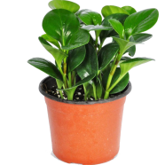 Peperomia Sandersii Exotic Bonsai Plant Seeds 100 Pcs image