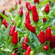 Pepper Hot Chilli Bonsai Plants -10 Pcs Seeds image