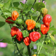 Pepper Hottest Plants World Chili Home Garden -50 Pcs Seeds image