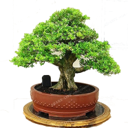 Perennial Bonsai Tree -15 Pcs Seeds image