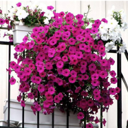 Petunia Flower - 50 Pcs Plus Seeds image