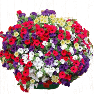 Petunia Rare Variety Seeds 20 Pcs image