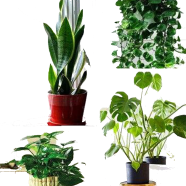 Philodendron Bonsai Seeds - 50 Pcs (Mix) image