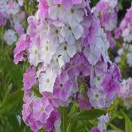 Phlox Beauty Leopoldii Seed image