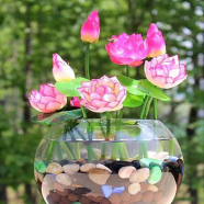 Podmo Lotus Water Lily Seeds 5 Pcs image