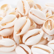 Premium Quality Regular Kori Beads For Jewelry Craft Decorative Use image