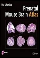 Prenatal Mouse Brain Atlas image