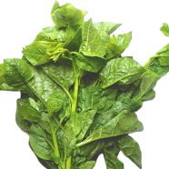 Puishak Mota Data - 10 Pcs Seeds image