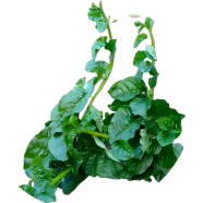 Puishak Seeds - 100 Pcs image