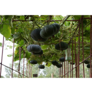 Pumpkin Quality Bonsai Tree 10 Pcs Seeds Brazil image