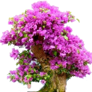 Purple Maple Bonsai Seeds 20 Pcs image