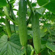 Qiu Sheng Hot Vegetable Bonsais Cucumber 20 Pcs Seeds image