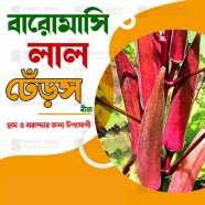 RED Okra Seeds Re-Pack (Thailand) - 5pcs image