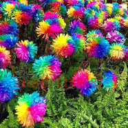 Rainbow Chrysanthemum -30 Pcs Seeds image