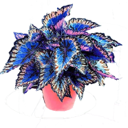 Rainbow Dragon Bonsai- 10 Janpanse Pcs Seeds image