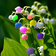 Rainbow Lily Of Valley Flower Seeds - 20 Pcs image