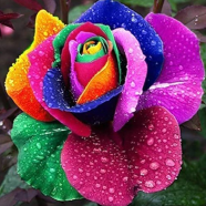 Rainbow Roses Flower Seeds - 30 Pcs image