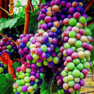 Rainbow Sweet Grape Kyoho Seeds 15 Pcs image