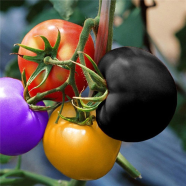 Rainbow Tomato Seed image