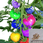Rainbow Tomato Seeds 50 Pcs image