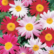 Rare Beautiful Mix Daisy Hardy Bonsai Plants - 20 Pcs Seeds image