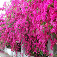 Rare Brazilan Climbing Bougainvillea Seeds - 20 Pcs image