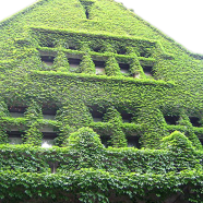 Rare Climbing Creeper Flower Seeds - 20 Pcs image