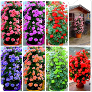 Rare Climbing Geranium Peltatum Flowers - 20 Pcs Seeds image
