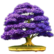 Rare Colour Purple Maple Bonsai 20 Pcs Seeds image