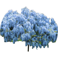 Rare Colourful Mini Bonsai Wisteria Tree Seeds - 50 Pcs image